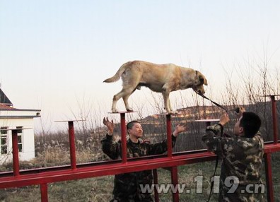 呂梁消防再投五萬元購置搜救犬訓(xùn)練器材